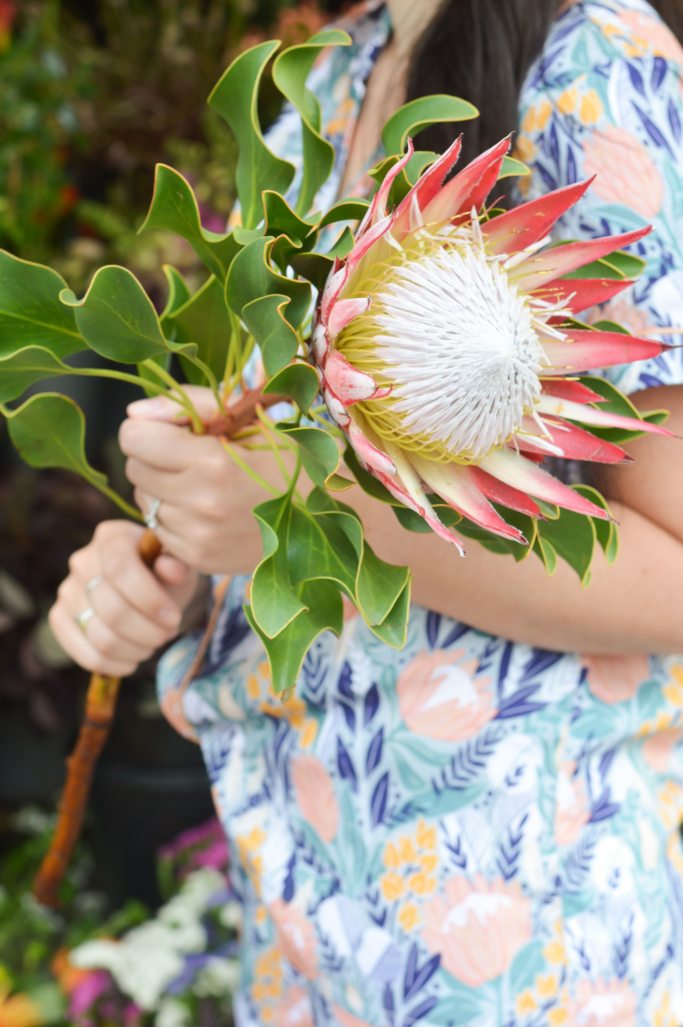 South African Protea Flower Pyjamas